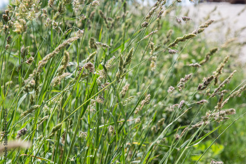Wild grasses against sunset in springtime in front of north atlantic ocean in sunset .Close up of seeds and pollen on a cat grass, dactylis glomerata, plant Wild grasses against sunset in springtime in front of north atlantic ocean in sunset .Close up of seeds and pollen on a cat grass, dactylis glomerata, plant