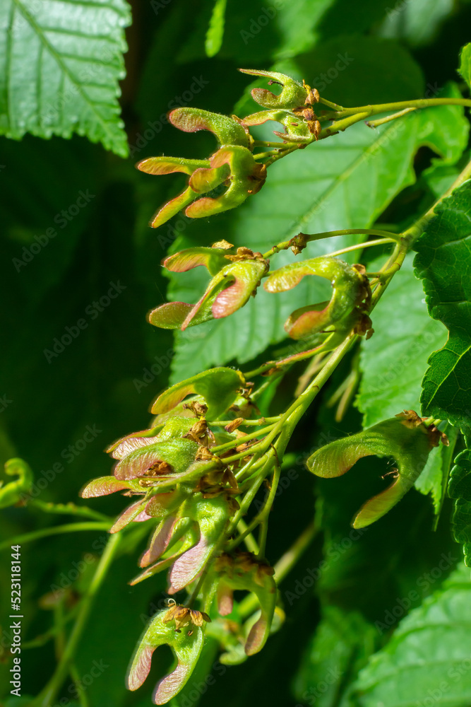 A close up of reddish-pink maturing fruits of Acer tataricum subsp. ginnala Tatar maple or Tatarian maple A close up of reddish-pink maturing fruits of Acer tataricum subsp. ginnala Tatar maple or Tatarian maple