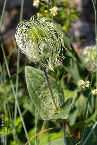 Group of seeds on stems Sugarbowls Leatherflowers in alpine field photo