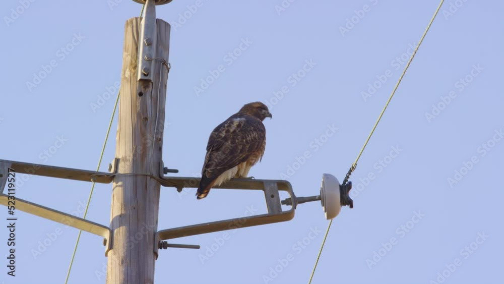 Hawk sits perched on power line, then jumps off and takes flight Hawk sits perched on power line, then jumps off and takes flight