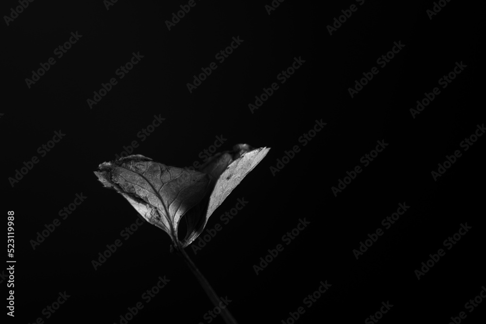 Obraz premium Close up of a dried up Autumn Leaf