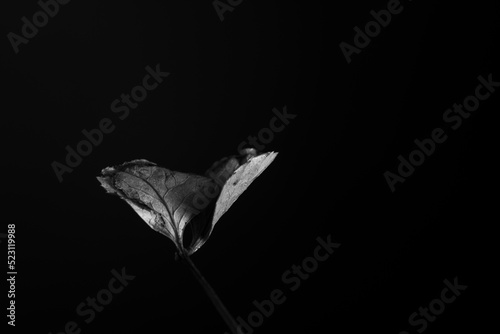 Close up of a dried up Autumn Leaf