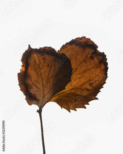 Close up of a dried up Autumn Leaf