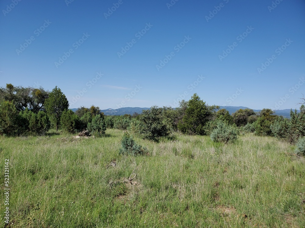 Obraz premium trees in the field