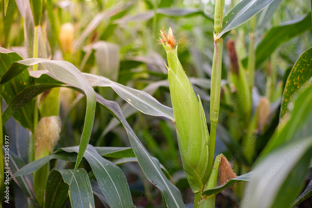 Corn. Corn field. Modern agriculture. Economic crops. Corn. Corn field. Modern agriculture. Economic crops.