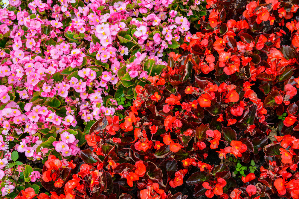white, pink, and red begonia seedlings or garden bed flowers close up . white, pink, and red begonia seedlings or garden bed flowers close up .