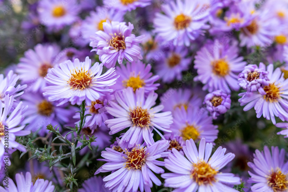 Many fragrant aster flowers close-up. Background with purple flowers Many fragrant aster flowers close-up. Background with purple flowers