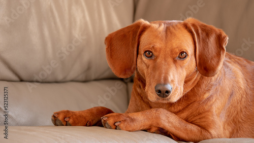 A beautiful red orange pet Serbian hound dog with huge ears relaxing on a white leather sofa and looking at camera