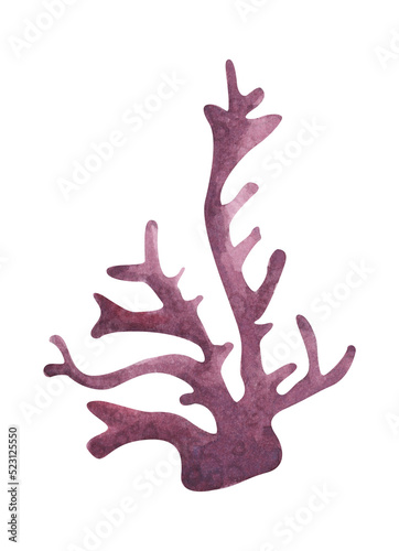 Seaweeds. Underwater ocean plants, sea coral elements. Watercolor illustration.