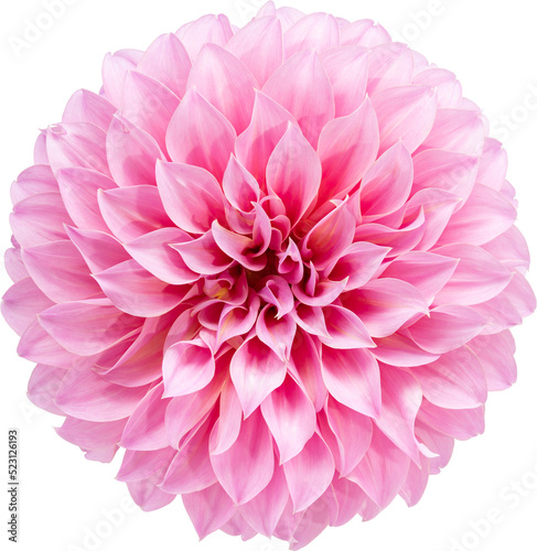 Pink Dahlia flower blooming branches  on isolated white background.Floral object clipping path.