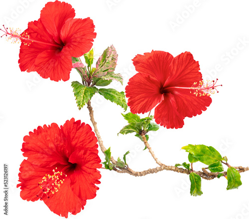 Red hibiscus flower blooming branches on isolated transparency background.Floral object PSD © NOPPHACHAI