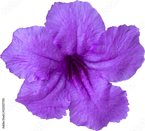 Fototapeta Naklejka Na Ścianę i Meble -  Purple Brittoniana flower blooming.