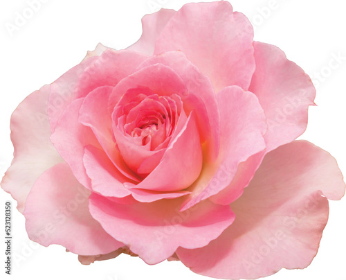 Pink rose flowers transparency background.Floral object. © NOPPHACHAI