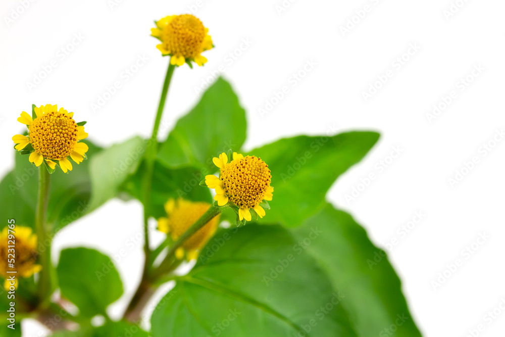 Obraz premium Acmella Oleracea, Paracress or Toothache plant isolated on white background.