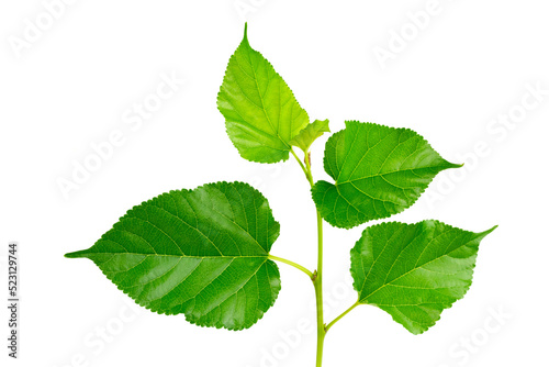 mulberry Branches with leaf isolated on white background.