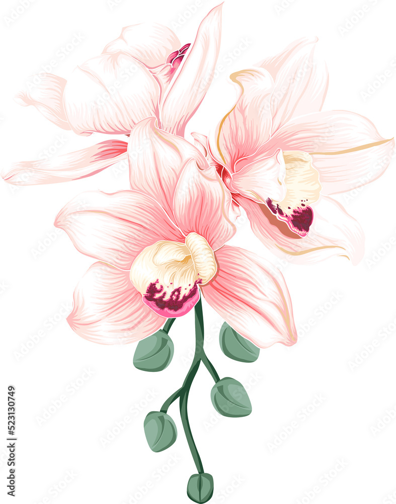 Bouquet Orchid flower drawing transparency background.Floral object. Bouquet Orchid flower drawing transparency background.Floral object.