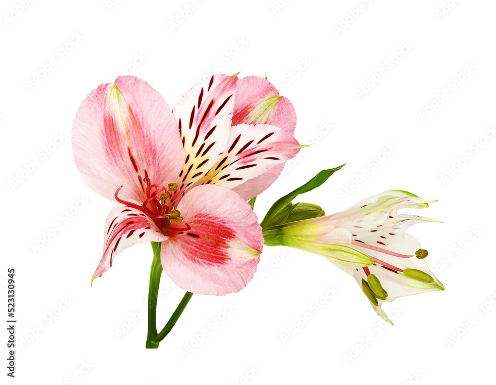 Coral alstroemeria flower and bud isolated on white