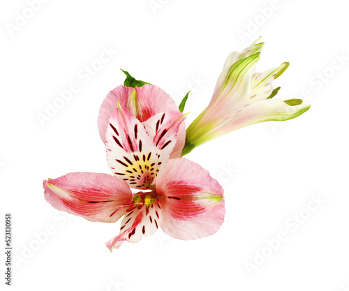 Coral alstroemeria flower a...
