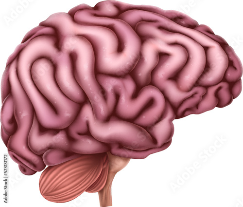 Human Brain Anatomy Medical Illustration