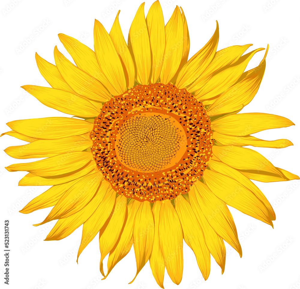 Fototapeta premium Sunflower flowers drawing transparency background.Floral object.