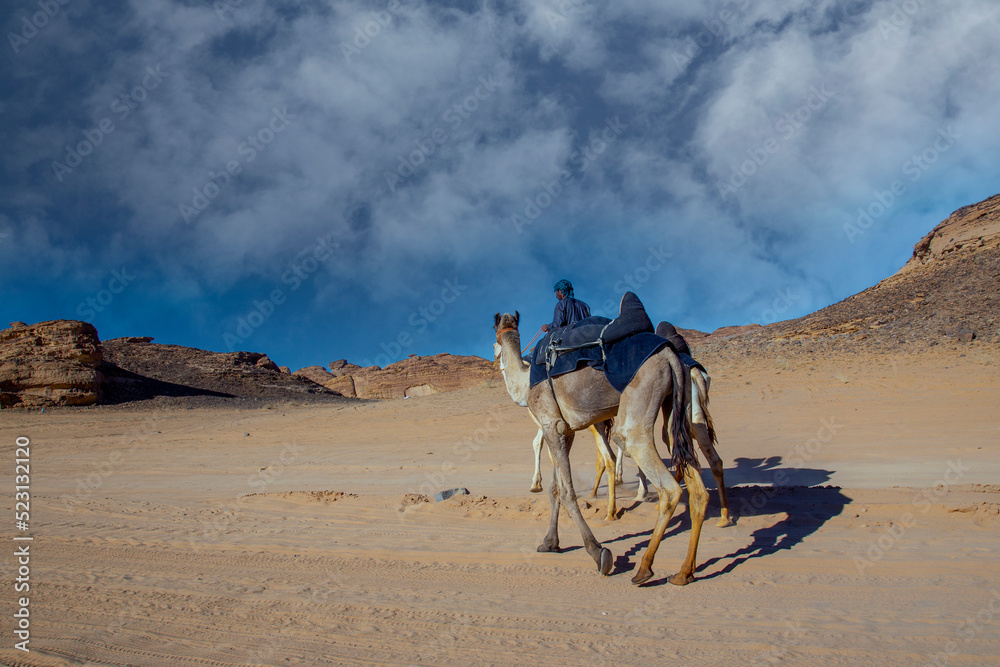 Fototapeta premium al ula landscape with camel