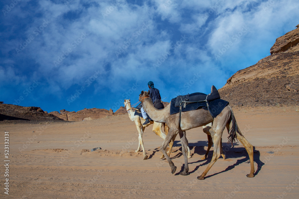 Fototapeta premium al ula landscape with camel