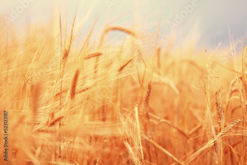 crisis harvesting grain spikelets sun sunset background