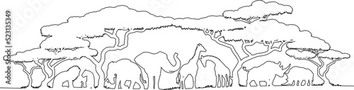 Photography An African safari animals silhouette wildlife landscape