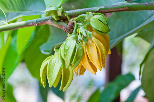 Ylang Ylang flower