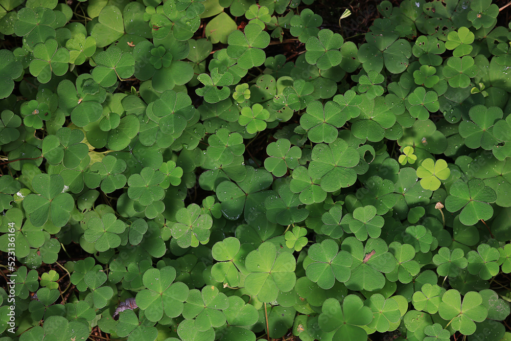 st. patrick's green background grass leaves ireland spring st. patrick's green background grass leaves ireland spring