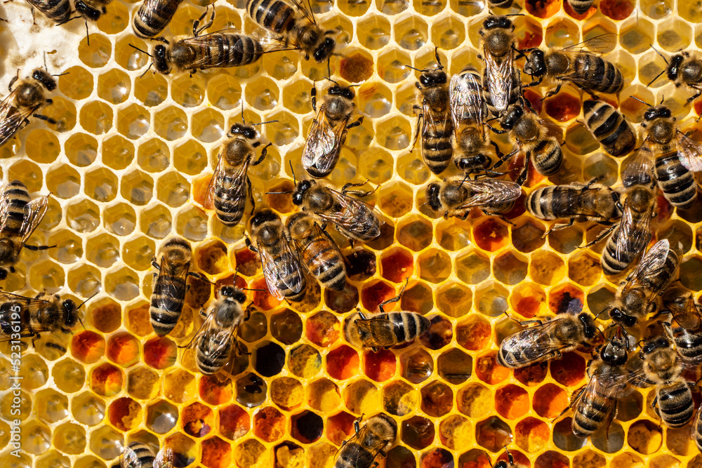 Flower pollen, nectar and honey in comb.
The bees bring nectar to the hive and fill the honeycomb with it. Flower pollen, nectar and honey in comb.
The bees bring nectar to the hive and fill the honeycomb with it.