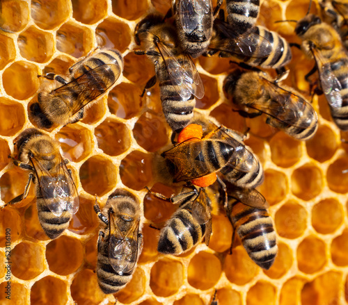 Bee with flower pollen. Flower pollen, nectar and honey in comb. Color harmony.