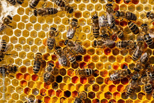 Flower pollen, nectar and honey in comb.
The bees bring nectar to the hive and fill the honeycomb with it.