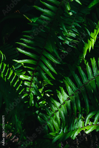 Fresh fern leaves on nature light shadow background. Low key photography style.