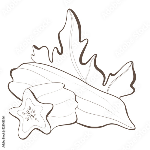 sketch contour line on white background exotic fruit babako papaya design element minimalism photo