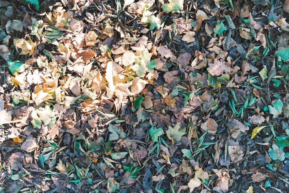 leaf pathway texture as background or wallpaper leaf pathway texture as background or wallpaper