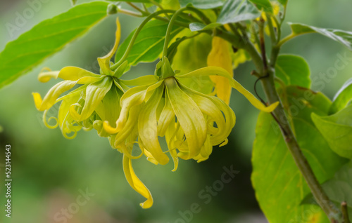 Ylang-Ylang flower on tree, for the manufacture of essential oil
