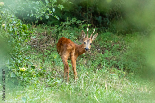 Junger Rehbock mit Geweih auf Waldlichtung