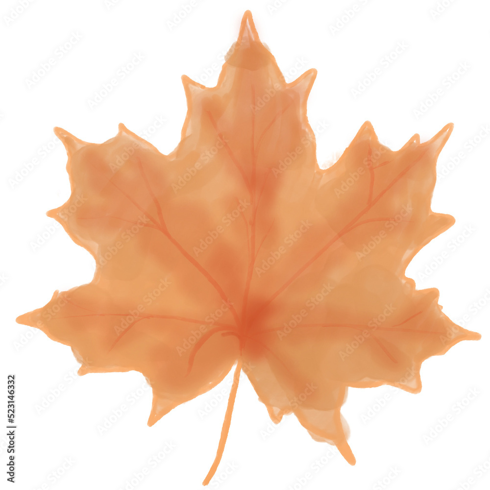 Fototapeta premium Brown maple leaf.Painted with watercolor on transparent background.Autumn concept.Fall leaves.