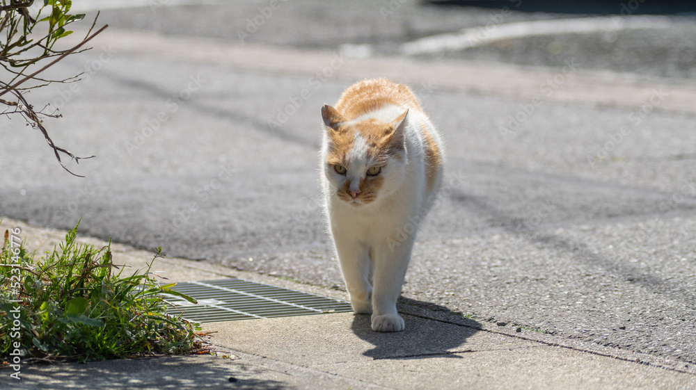 歩く猫 茶白猫 歩く猫 茶白猫
