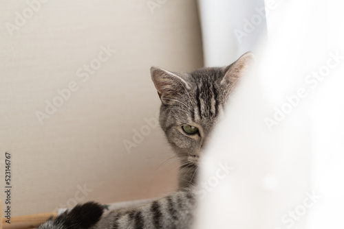 窓辺でくつろぐ猫 サバトラ猫