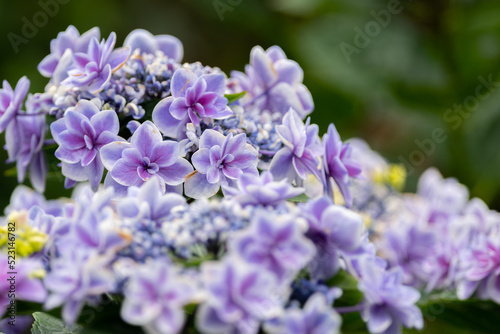 Wallpaper Mural 綺麗な紫陽花 Torontodigital.ca