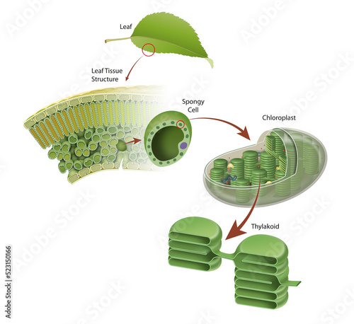 Diagram of a leaf structure photo