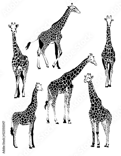 Graphic collection of vector black and white giraffes