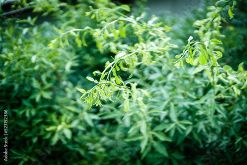 Leaves/草/葉っぱ