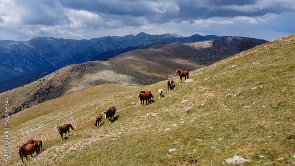 Caballos pastando en el Pirineo-Coll de Costabona Caballos pastando en el Pirineo-Coll de Costabona