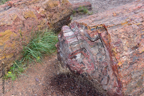 Stone close up Petrified Forest National Park in Arizona, EEUU.