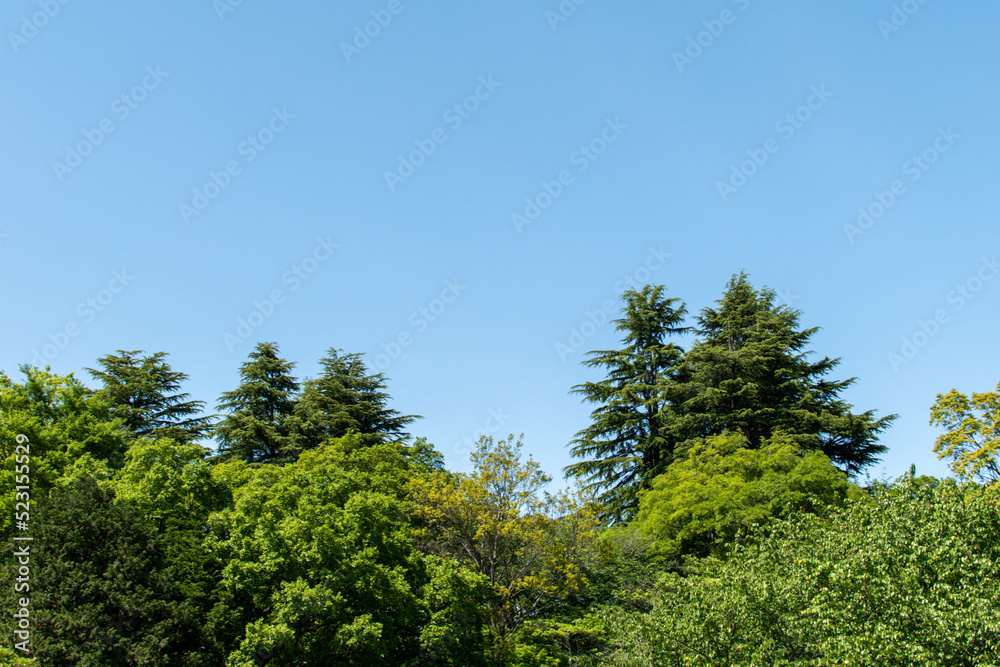 新緑と青空の広がる　のどかな風景　リラクゼーション　イメージ　風景素材　背景　日本　所沢　Fresh green and blue sky Idyllic landscape relaxation image landscape material background Japan Tokorozawa