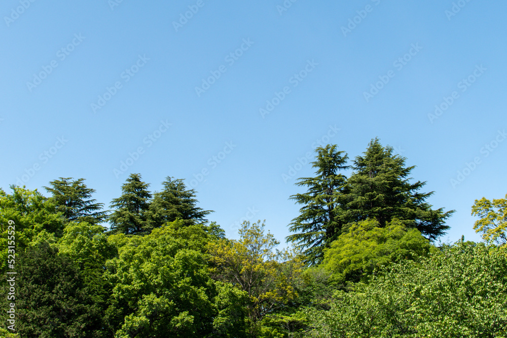 新緑と青空の広がる のどかな風景 リラクゼーション イメージ 風景素材 背景 日本 所沢 Fresh green and blue sky Idyllic landscape relaxation image landscape material background Japan Tokorozawa 新緑と青空の広がる のどかな風景 リラクゼーション イメージ 風景素材 背景 日本 所沢 Fresh green and blue sky Idyllic landscape relaxation image landscape material background Japan Tokorozawa