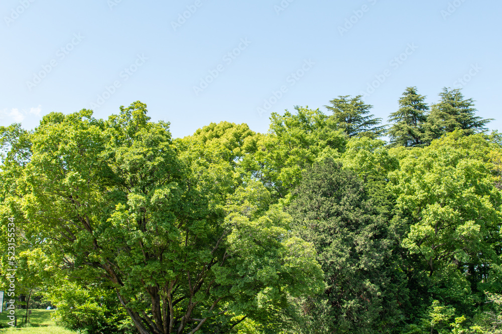 Fresh green and blue sky Idyllic landscape relaxation image landscape material background Japan Tokorozawa 新緑と青空の広がる のどかな風景 リラクゼーション イメージ 風景素材 背景 日本 所沢 Fresh green and blue sky Idyllic landscape relaxation image landscape material background Japan Tokorozawa 新緑と青空の広がる のどかな風景 リラクゼーション イメージ 風景素材 背景 日本 所沢